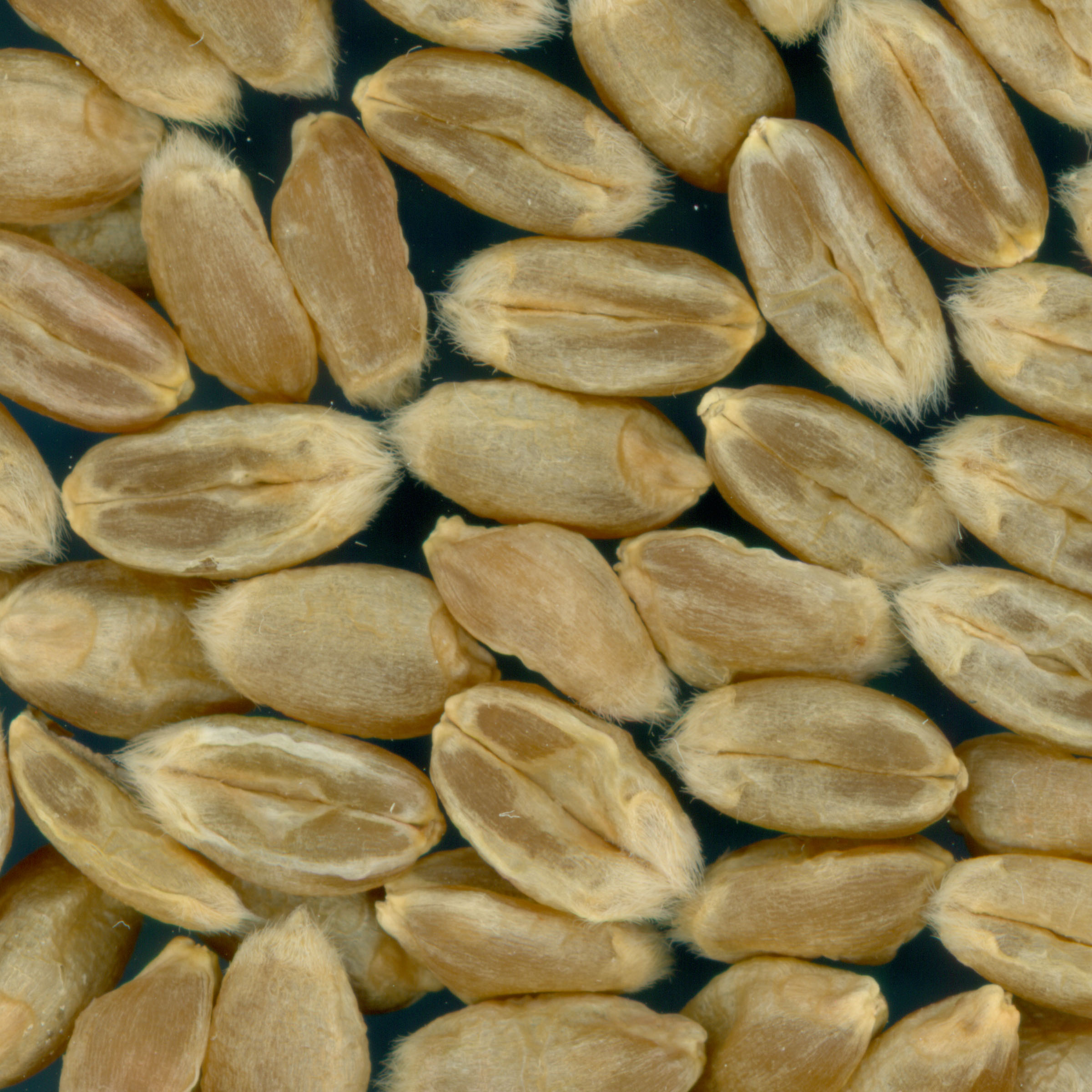 KERNELS